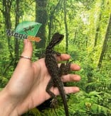 Magazoo Agame voilier des Philippines (Hydrosaure) Bébé né en captivité #1