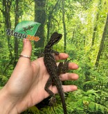 Magazoo Baby Philippine sailfin lizard (Hydrosaurus) CB #1