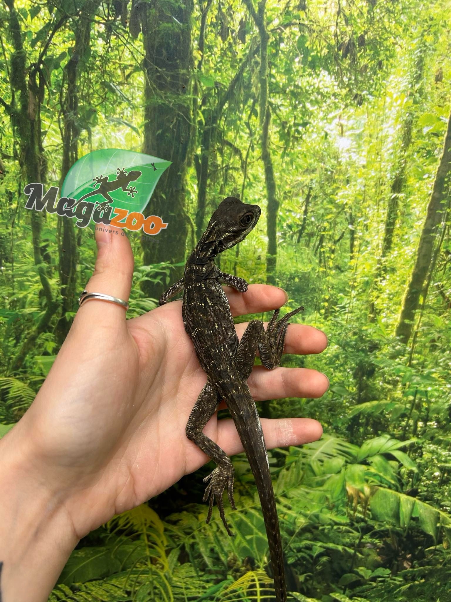 Magazoo Baby Philippine sailfin lizard (Hydrosaurus) CB #1