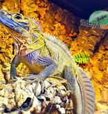 Magazoo Agame voilier des Philippines (Hydrosaure) juvénile né en captivité #1