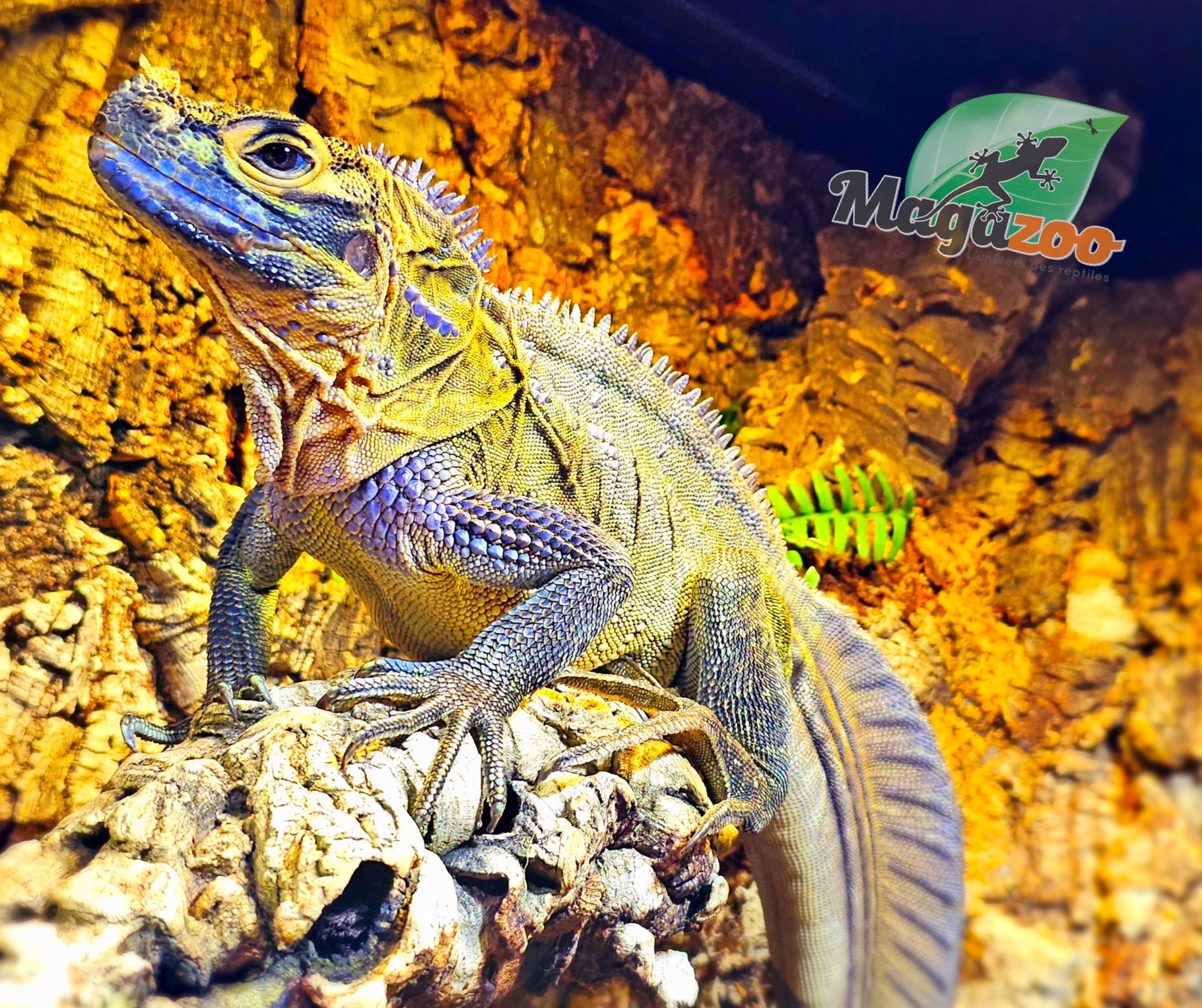 Magazoo Baby Philippine sailfin lizard (Hydrosaurus) CB #1