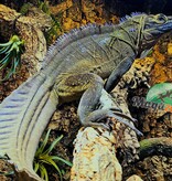 Magazoo Baby Philippine sailfin lizard (Hydrosaurus) CB #1