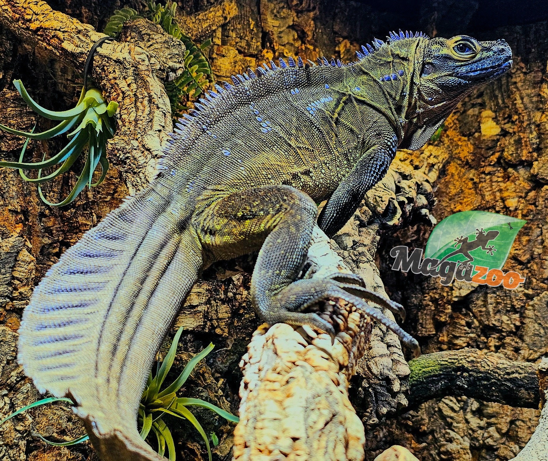 Magazoo Baby Philippine sailfin lizard (Hydrosaurus) CB #1