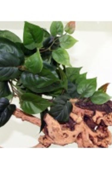 Pet-Tekk PET-TEKK PT-1421 Feuilles de jungle Large