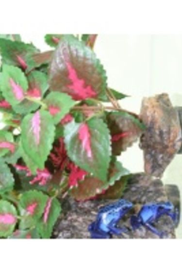 Pet-Tekk PET-TEKK PT-1420 Feuilles de jungle suspendues