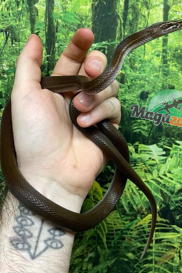Magazoo Serpent Des Maisons Africain Juvénile femelle
