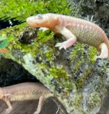 Magazoo Leucistic baby spanish Ribbed newts