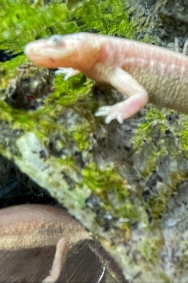 Magazoo Leucistic baby spanish Ribbed newts