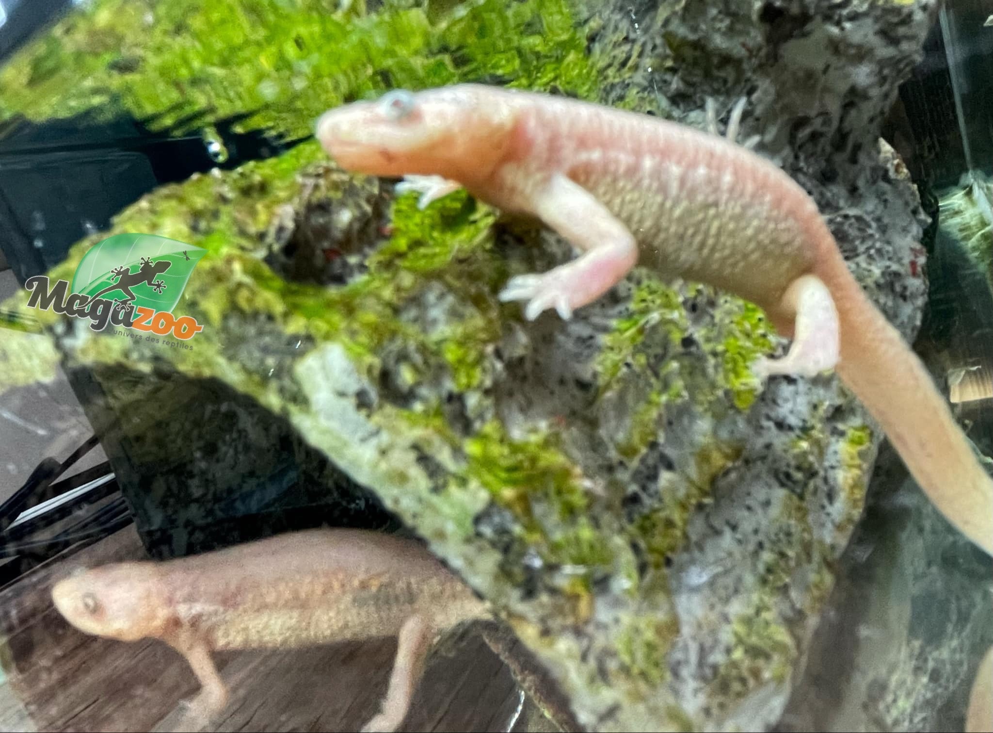 Magazoo Leucistic baby spanish Ribbed newts