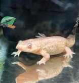 Magazoo Leucistic baby spanish Ribbed newts