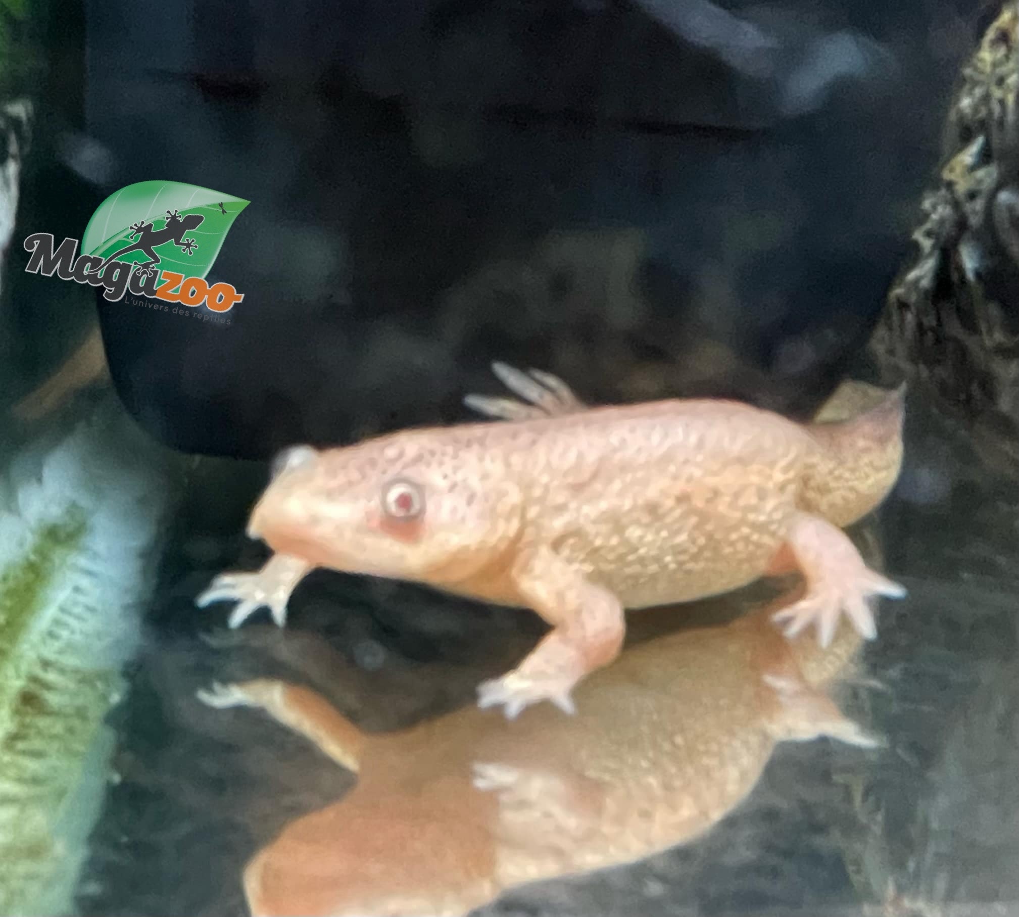 Magazoo Leucistic baby spanish Ribbed newts