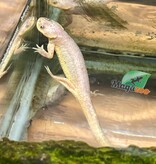 Magazoo Leucistic baby spanish Ribbed newts