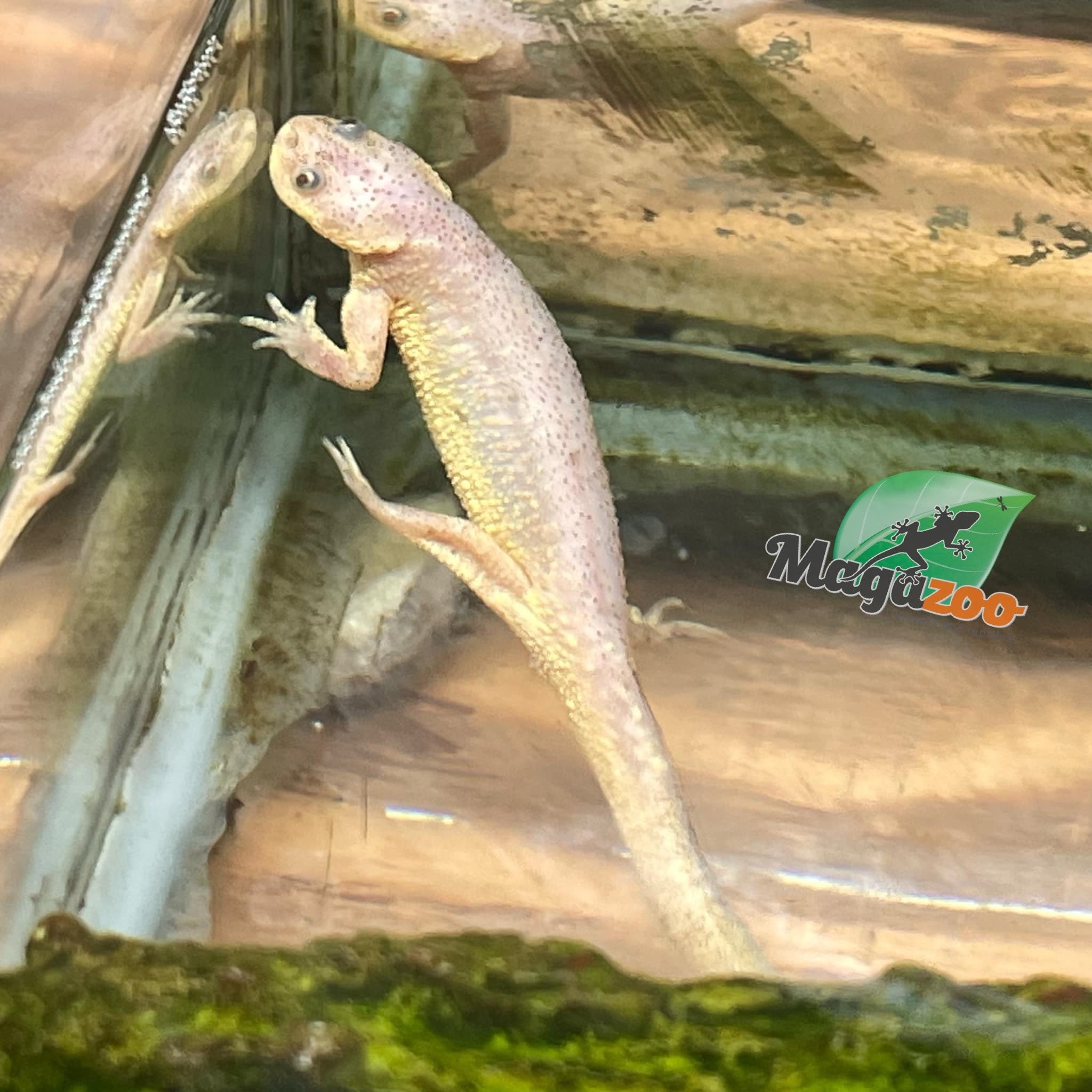 Magazoo Leucistic baby spanish Ribbed newts