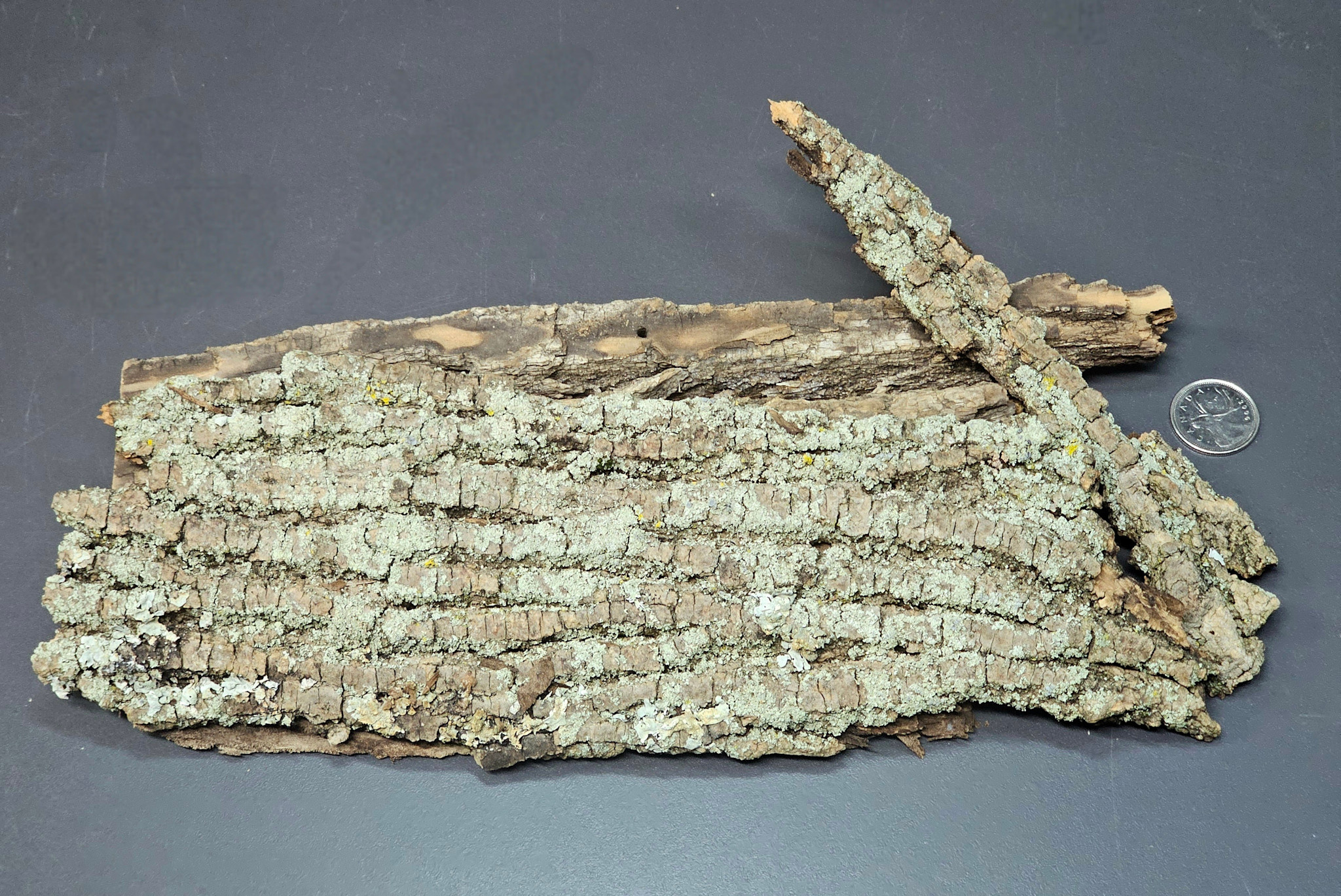 La Swamp Barks from Canada 225g