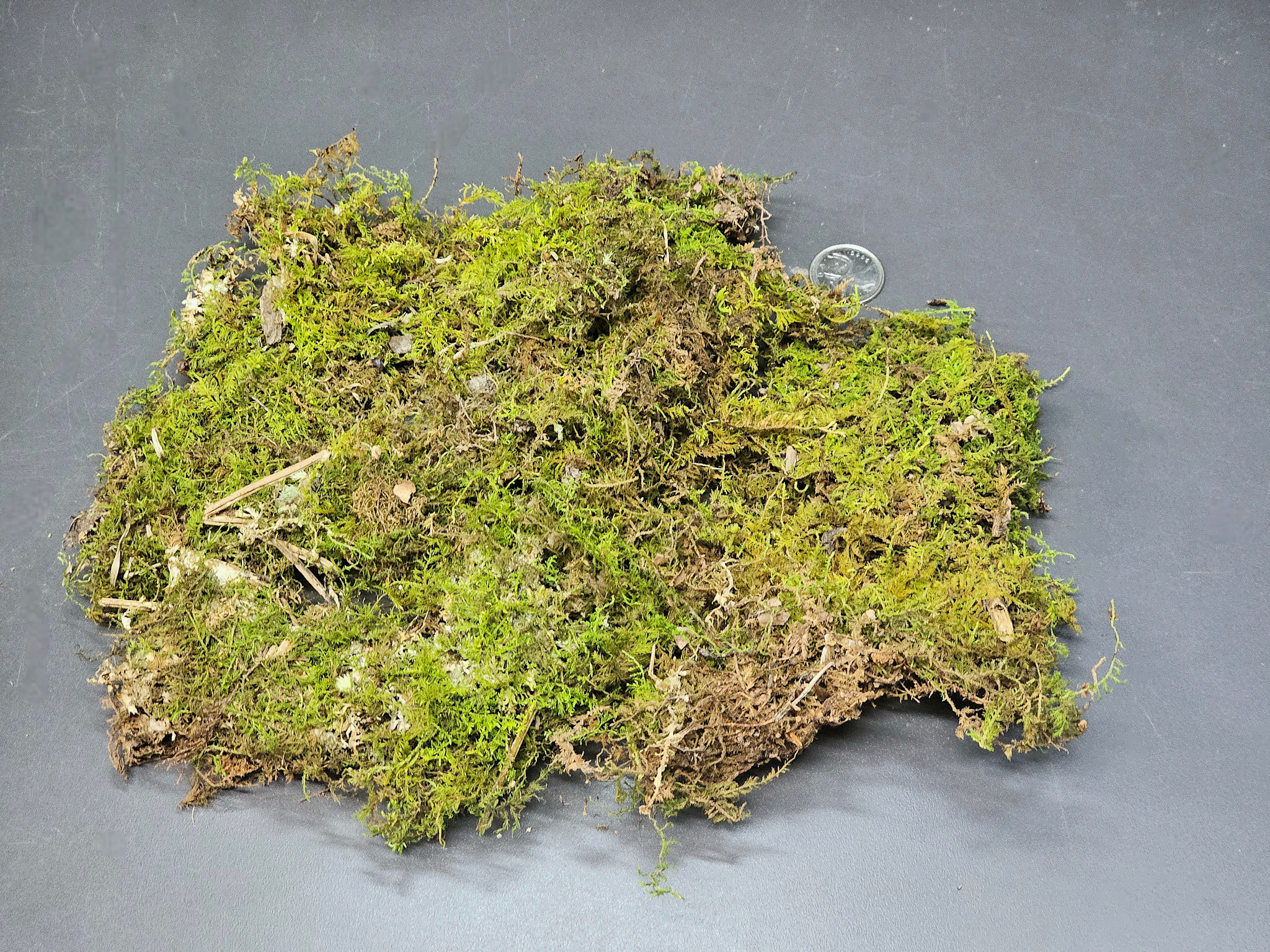 La Swamp Dried Canadian Moss 1oz