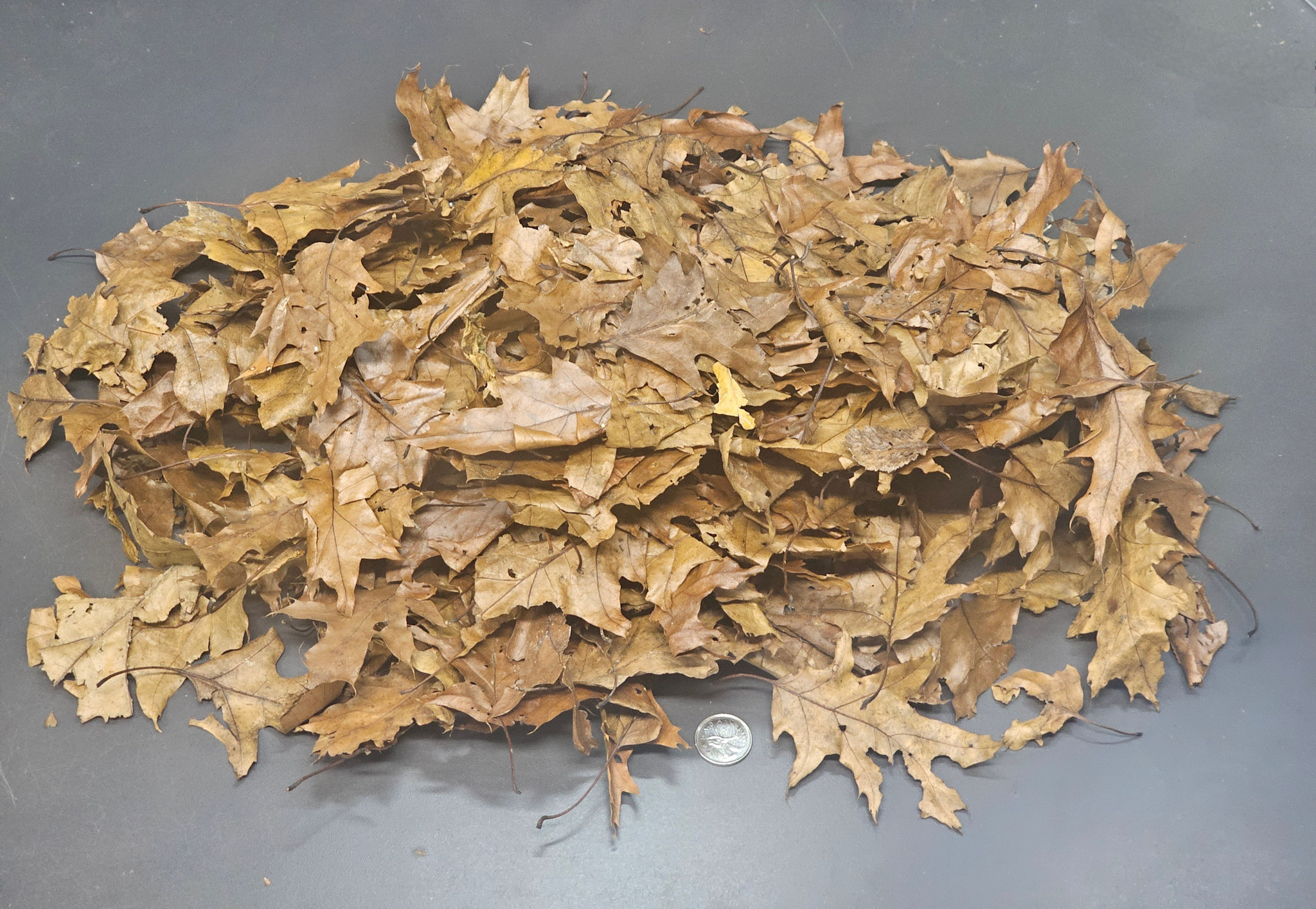 La Swamp LA SWAMP 1451 Feuilles de chênes et d'érables 3oz