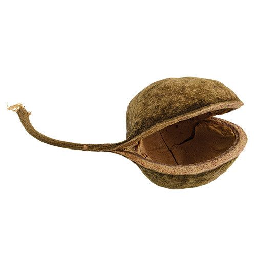 NewCal Pets NEWCAL NC-BNL Cachette naturelle Noix de Buddha 4''