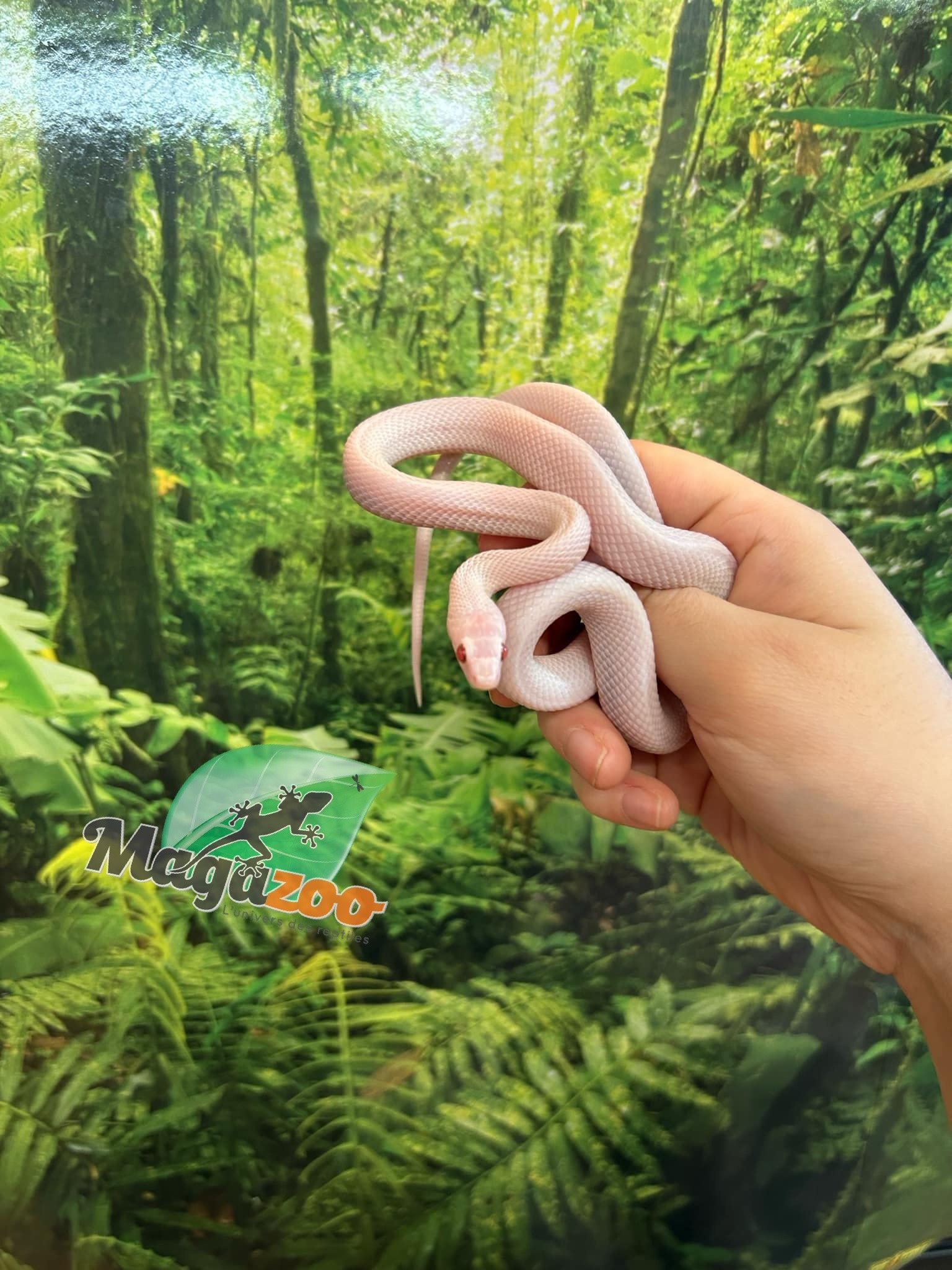 Magazoo Blizzard (Possible White out) Male 2023 Corn snake