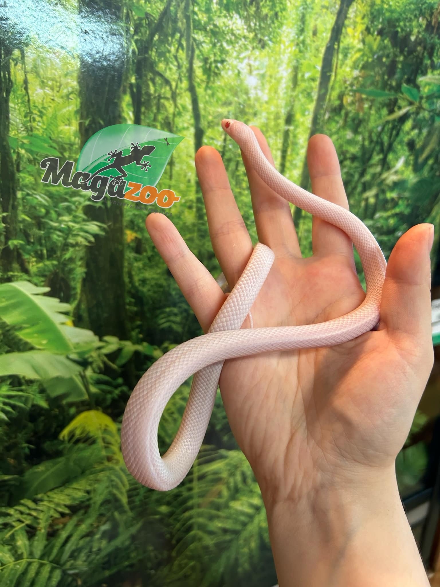 Magazoo Blizzard (Possible White out) Male 2023 Corn snake