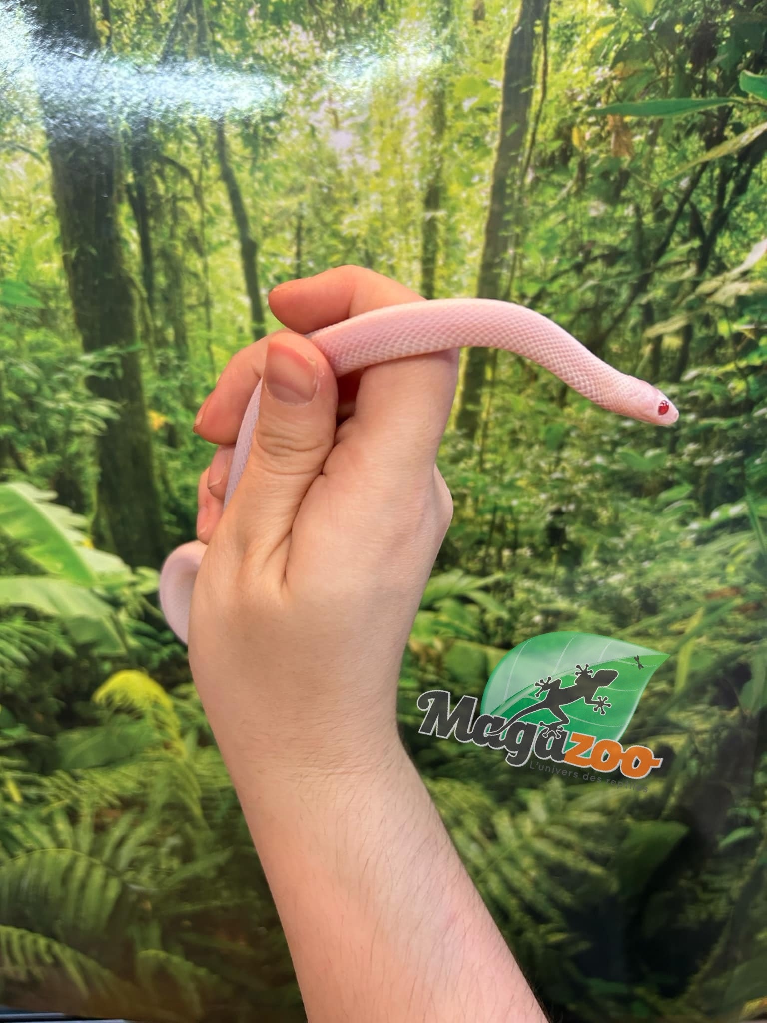 Magazoo Blizzard (Possible White out) Male 2023 Corn snake