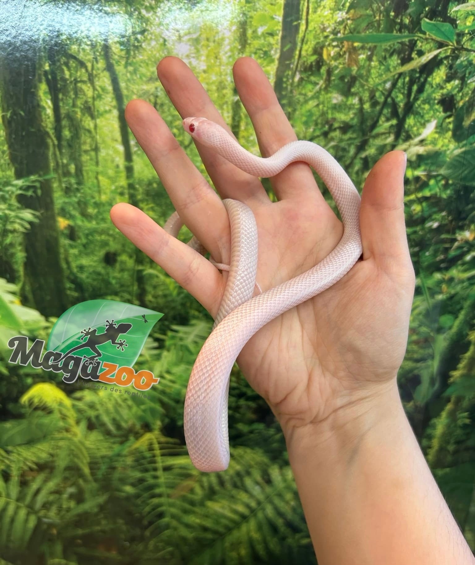 Magazoo Blizzard (Possible White out) Male 2023 Corn snake