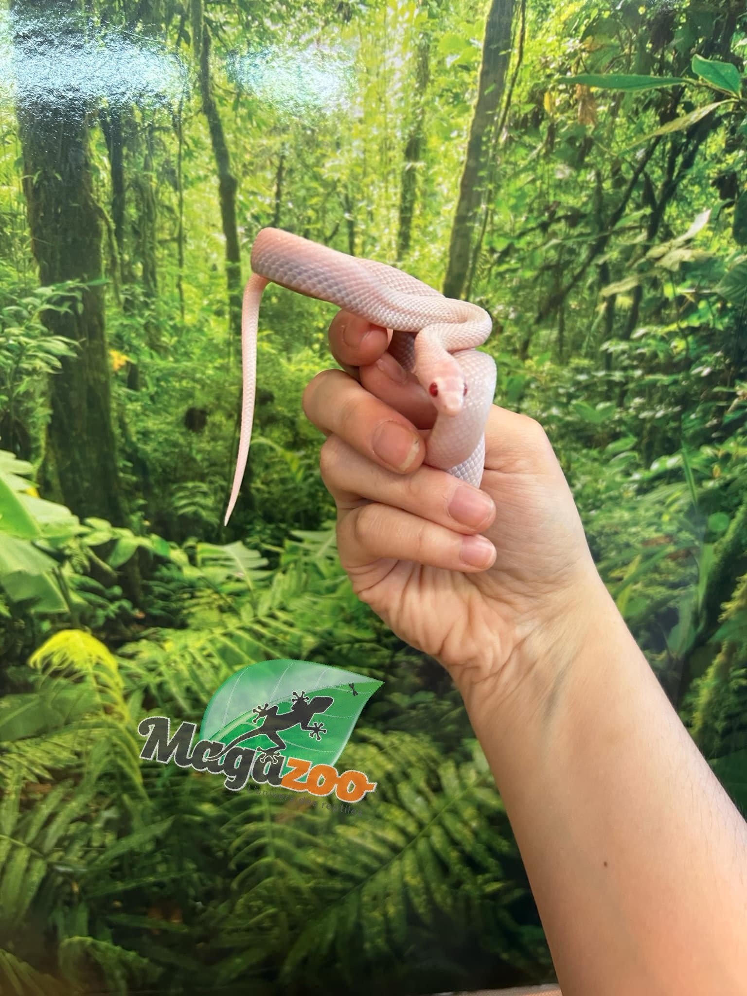 Magazoo Blizzard (Possible White out) Male 2023 Corn snake