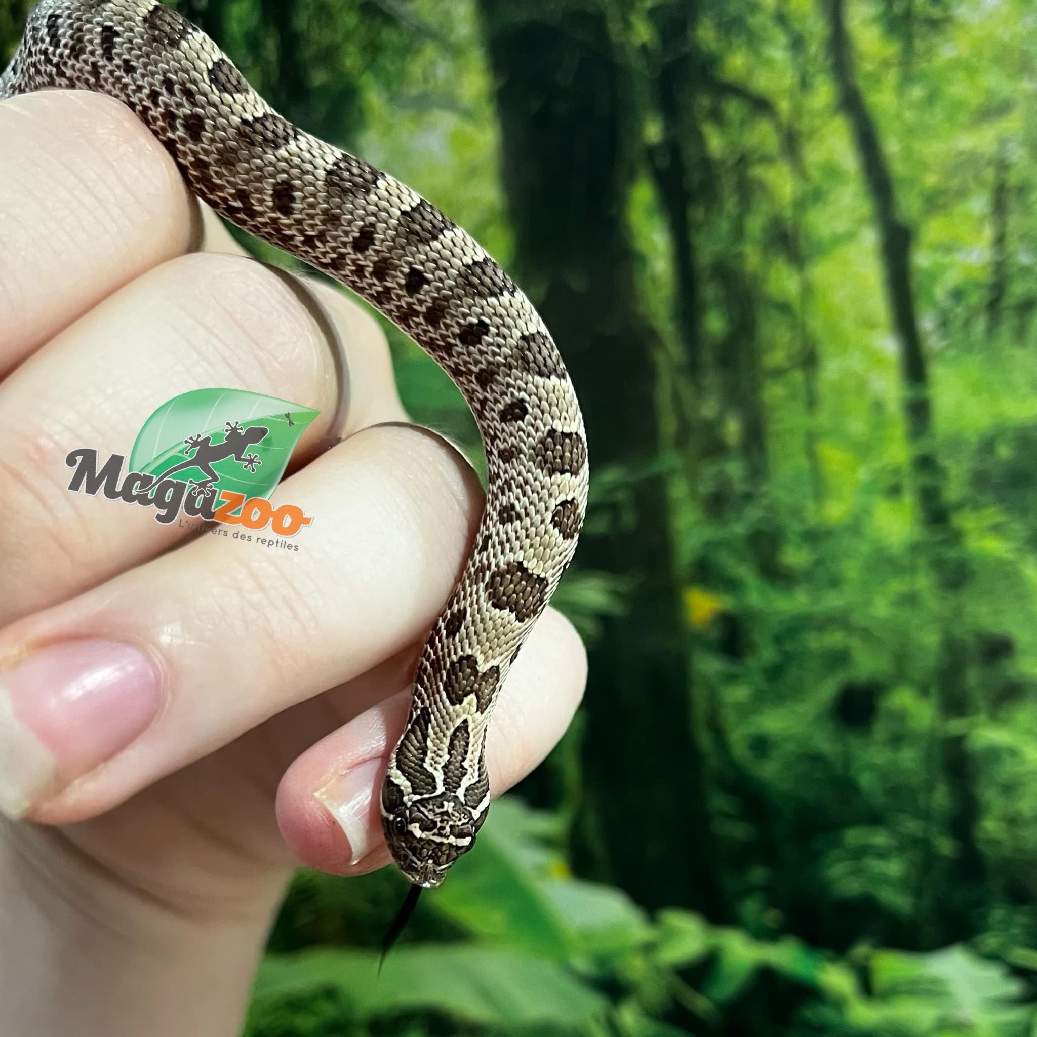 Magazoo Baby Anaconda phase Western Hognose #1