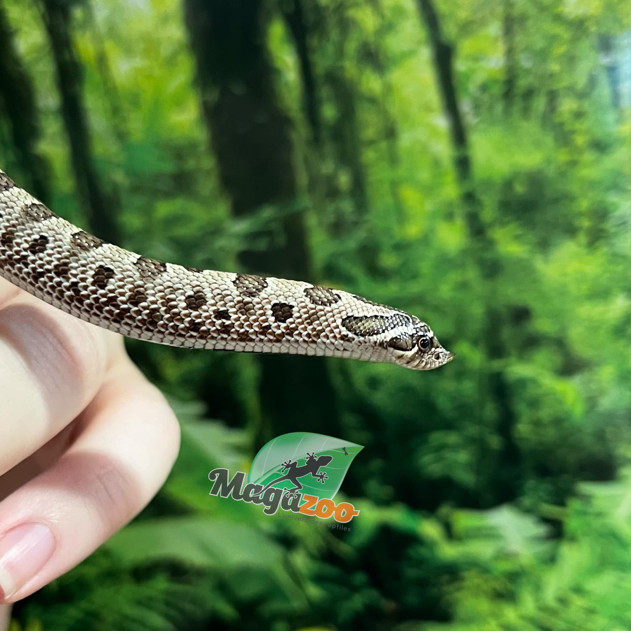 Magazoo Baby Anaconda phase Western Hognose #1