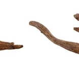 Treasures underwater Kapas Root