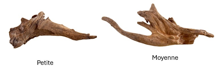 Treasures underwater UNDERWATER TREASURES Racine de Kapas