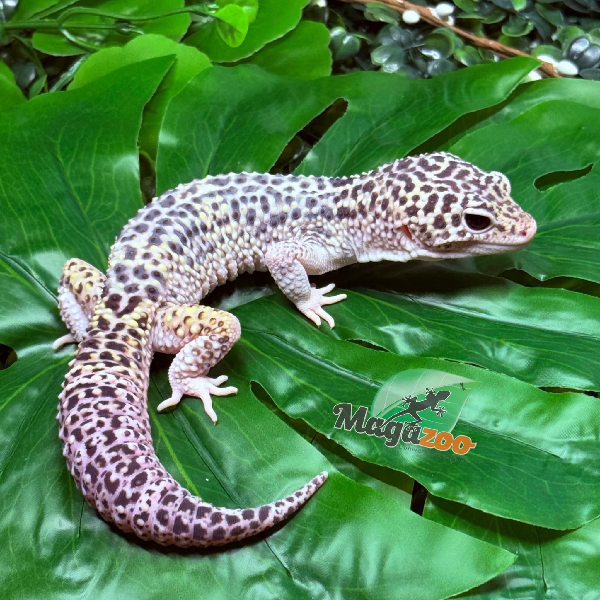 Leopard gecko macksnow blacknight 50% male eclipse 5/24/23
