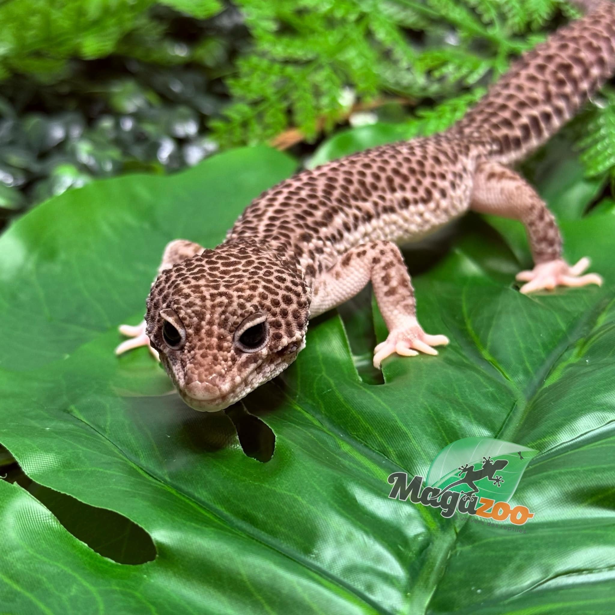 洋書　LEOPARD GECKOS: The Next Generations Leopard Geckos: the Next Generations: Ron Tremper