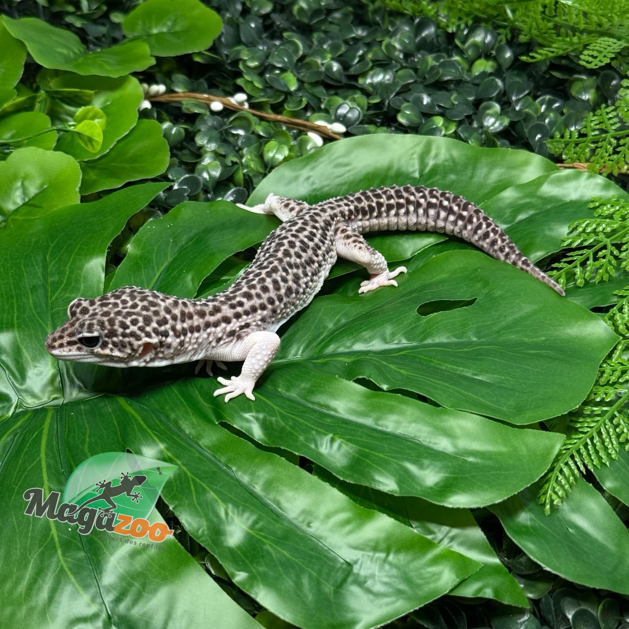 Leopard gecko Blacknight total eclipse male 5/9/23 #34
