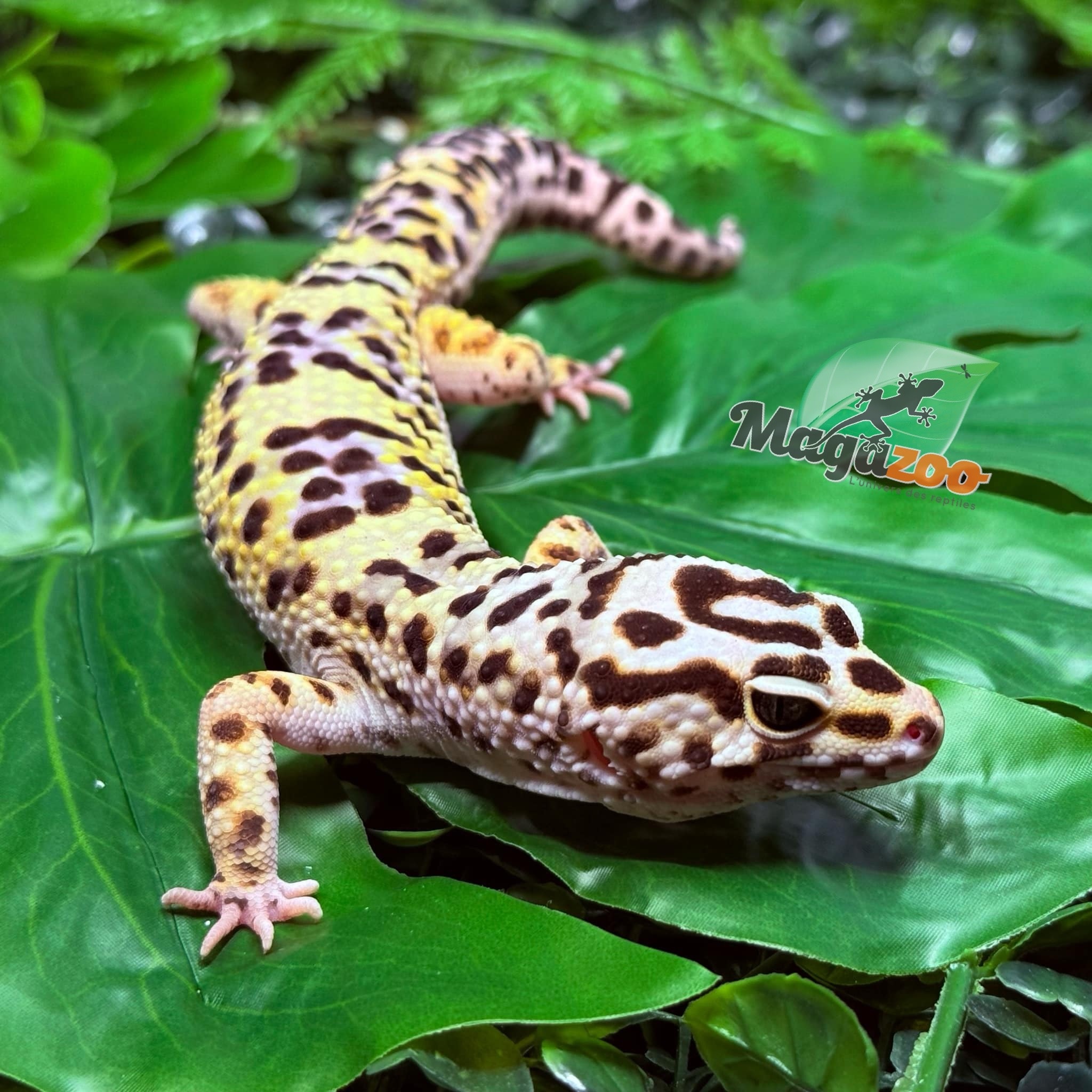 Blacknight cross leopard gecko Male 6/7/23 - Magazoo, the Blacknight cross leopard gecko Male 6/7/23 - Magazoo, the
