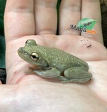 Magazoo Male Cuban tree frog