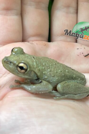 Magazoo Male Cuban tree frog