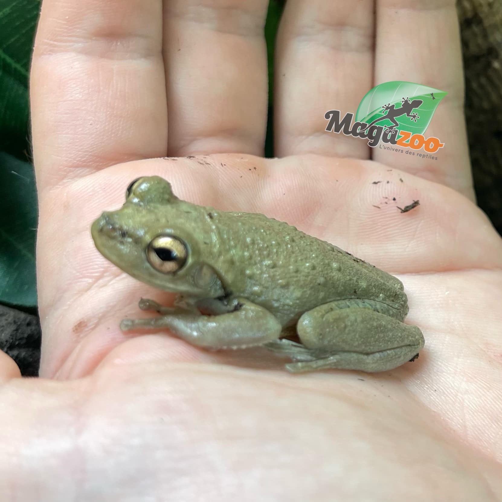 Magazoo Male Cuban tree frog