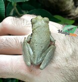 Magazoo Male Cuban tree frog