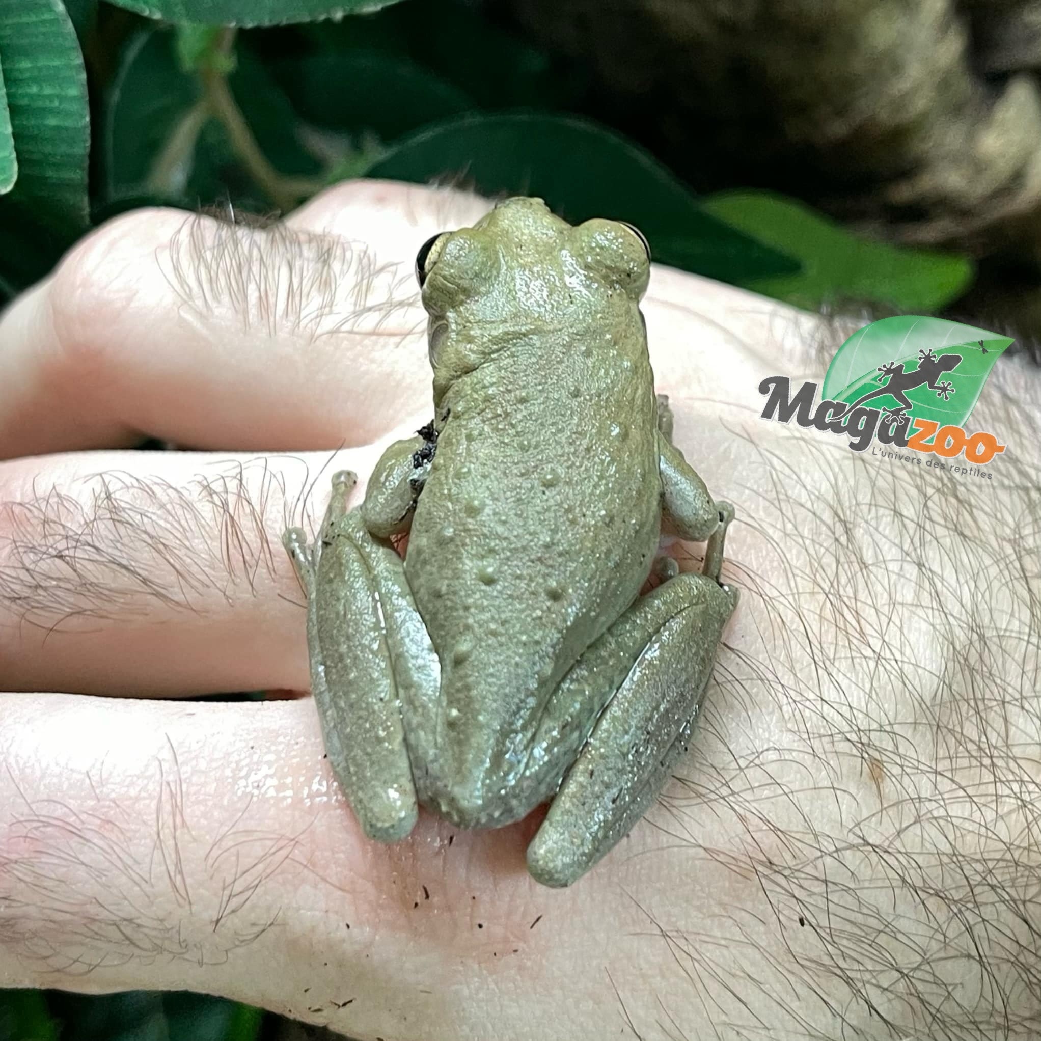Magazoo Male Cuban tree frog