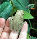 Magazoo Male Cuban tree frog