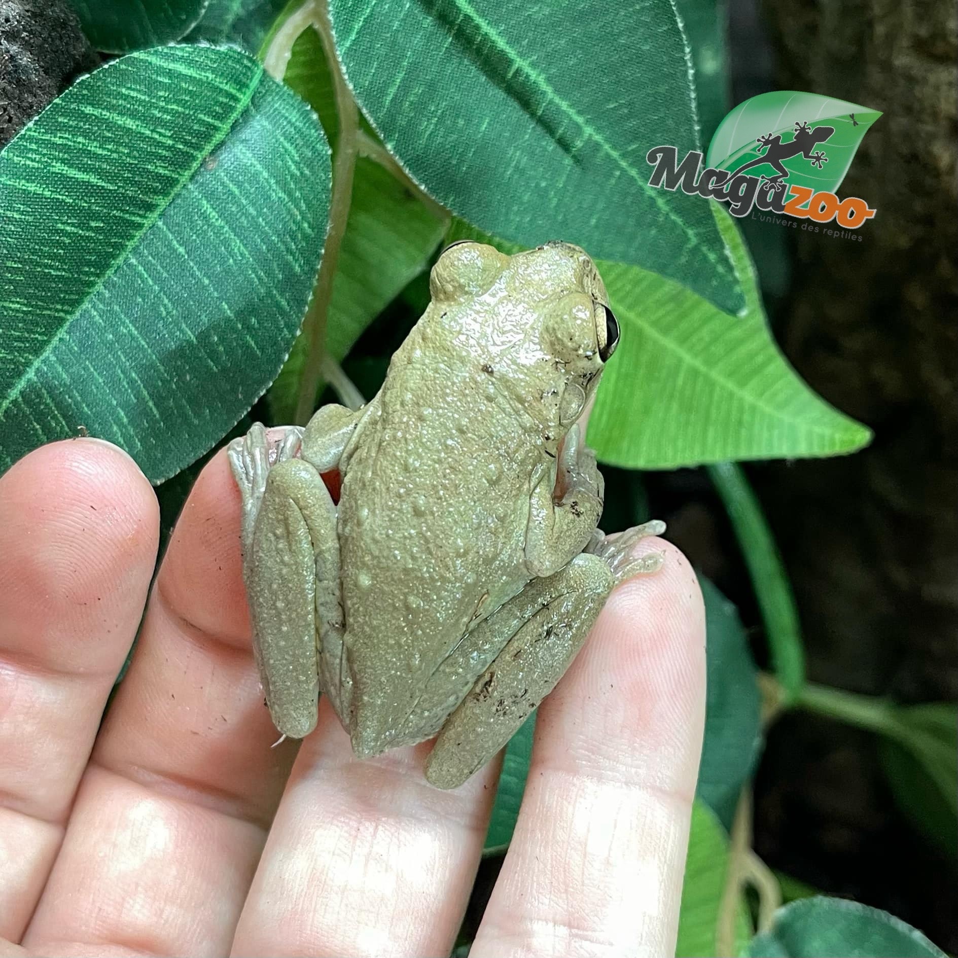 Magazoo Male Cuban tree frog