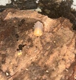 Magazoo Woodlouse Culture Isopod Cubaris rubber ducky (4)