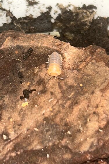 La Swamp Cloporte - Isopod Cubaris rubber ducky (4)