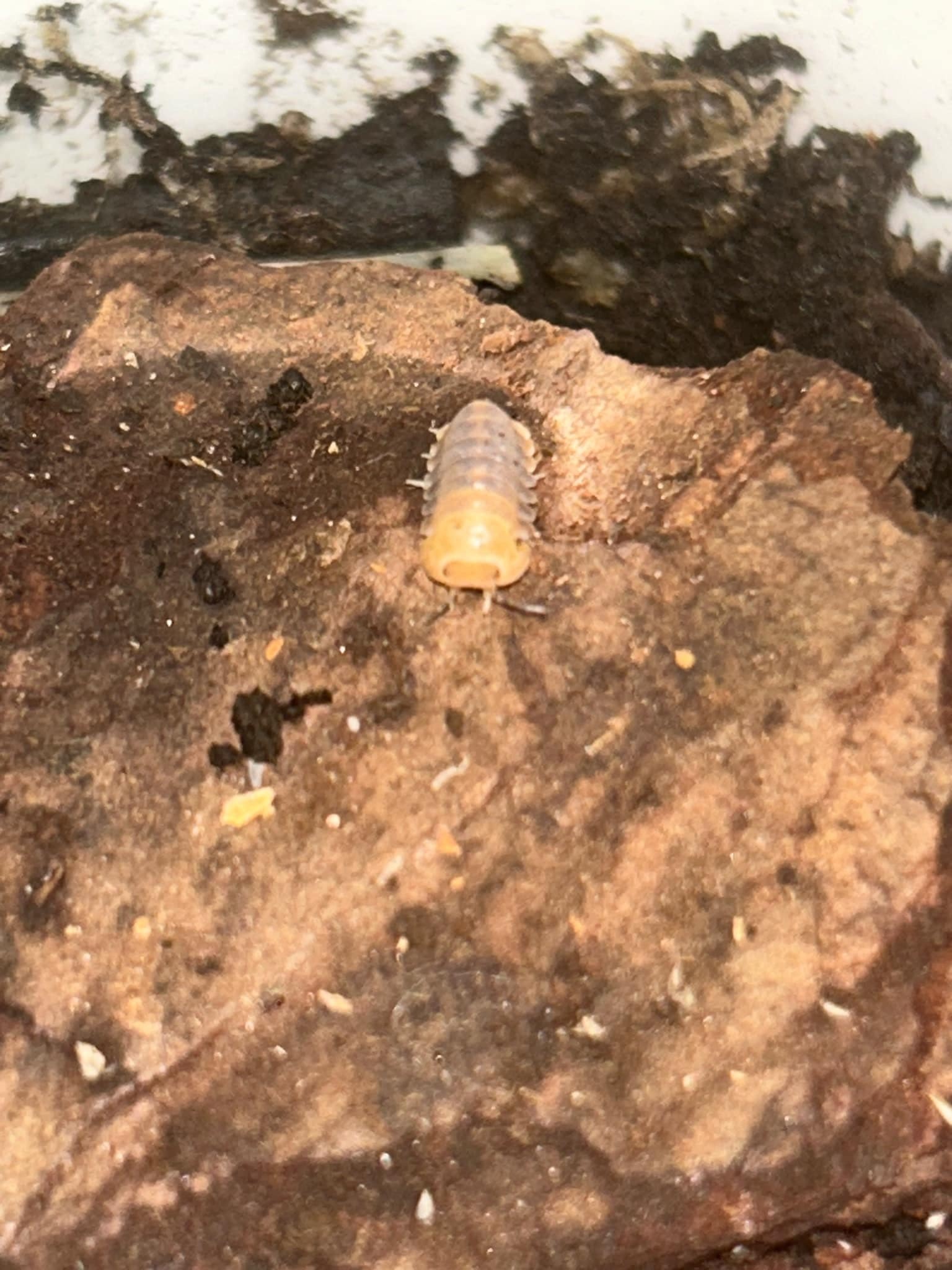 La Swamp Cloporte - Isopod Cubaris rubber ducky (4)