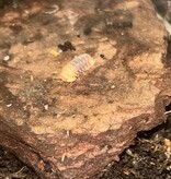 Magazoo Woodlouse Culture Isopod Cubaris rubber ducky (4)