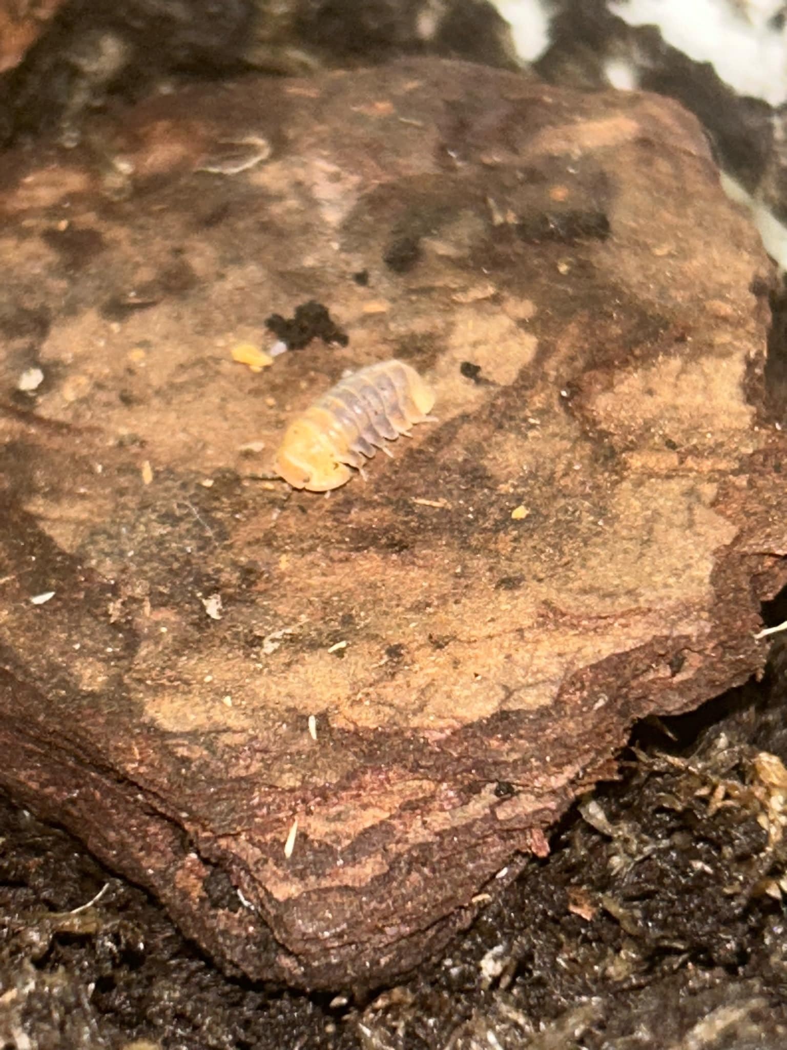 Magazoo Woodlouse Culture Isopod Cubaris rubber ducky (4)