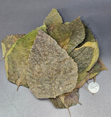 La Swamp Mulberry leaves