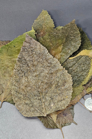La Swamp Mulberry leaves