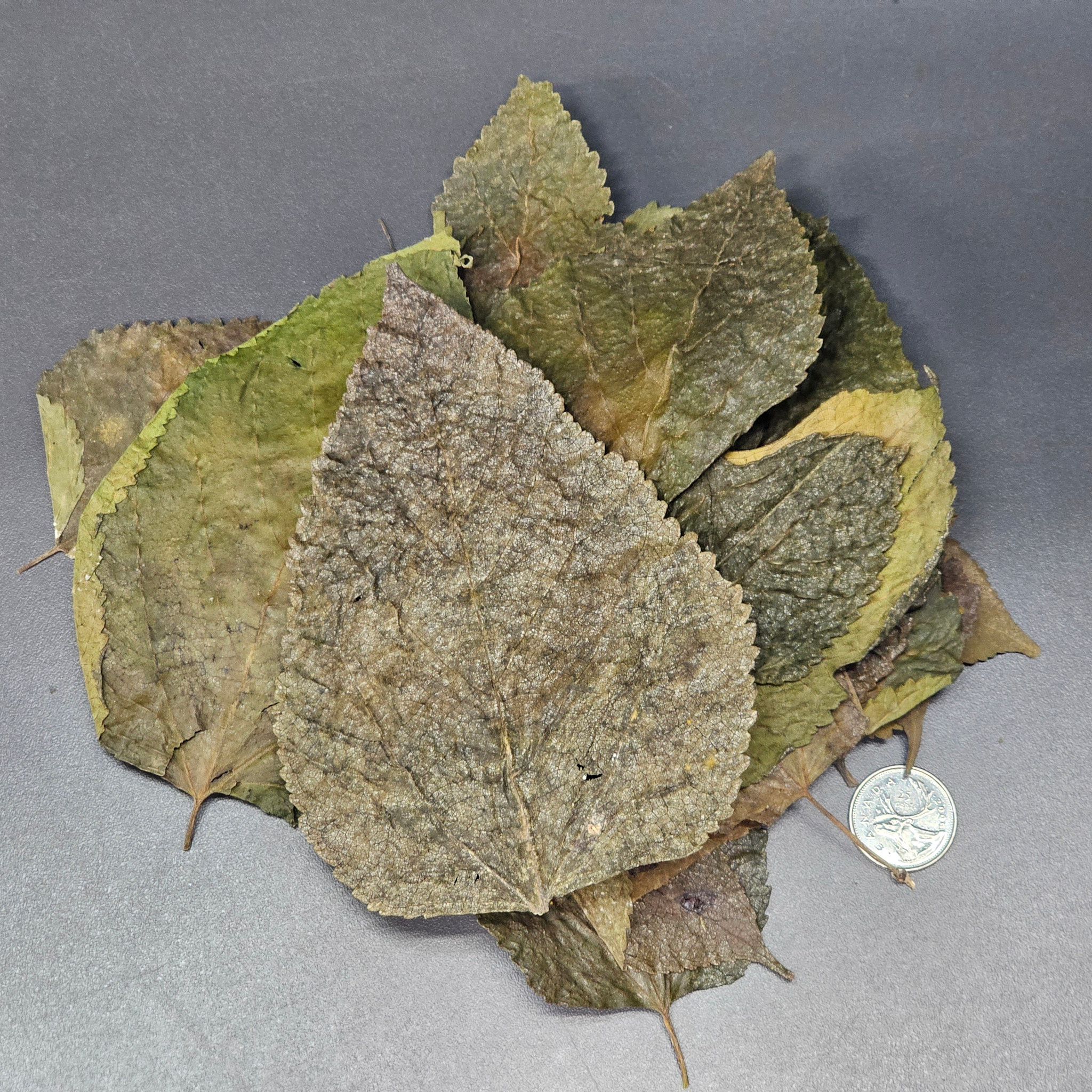 La Swamp Mulberry leaves