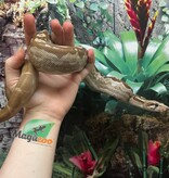 Magazoo Nicaragua boa constrictor Motley BEA Snow Male